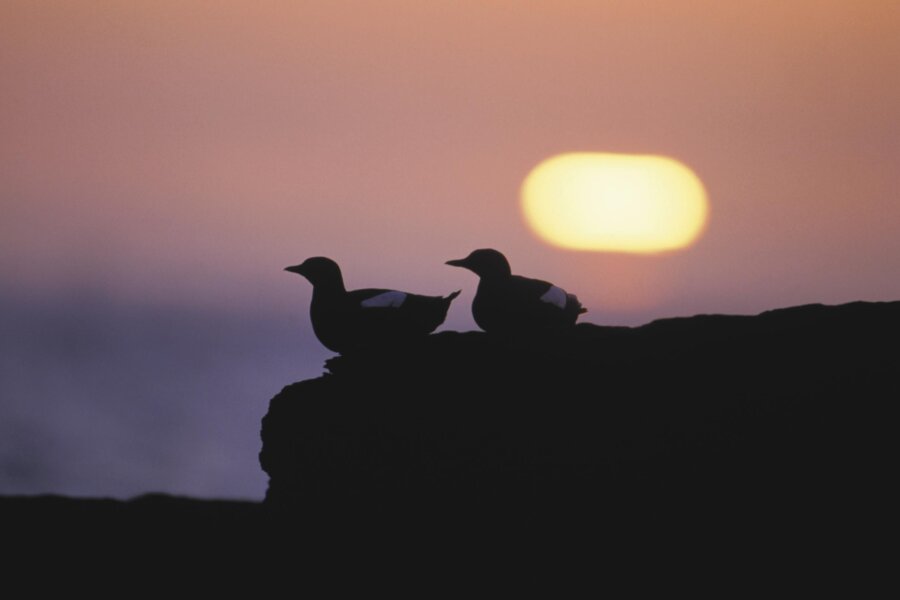 Black guillemot, Cepphus grylle, Pair of adults silhouetted at sunset on the longest day, North Hill RSPB reserve, Papa Westray, Orkney, June 1998.