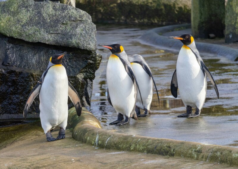 Edinburgh Zoo, Edinburgh