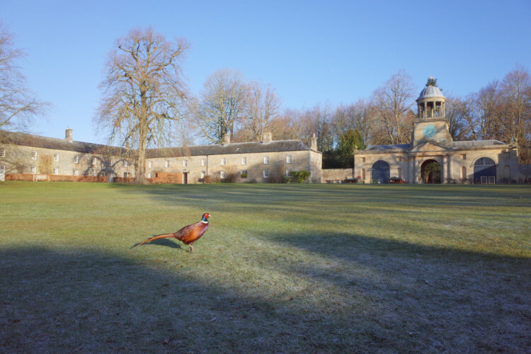 A pheasant strutting through a courtyard