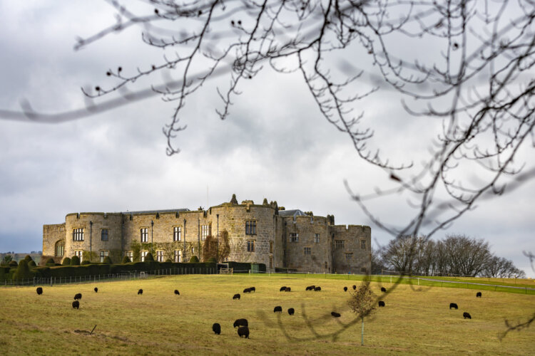 Black sheep grazing near a large castle