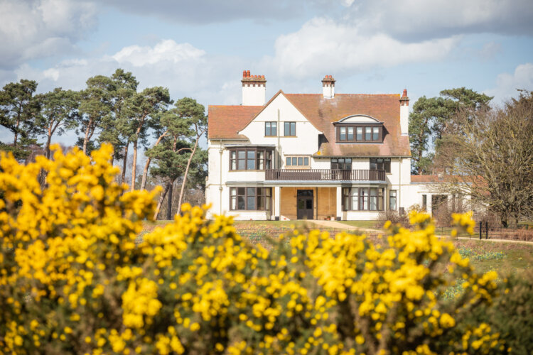Yellow hawthorn is in view with a large white house with a red brick roof in the background