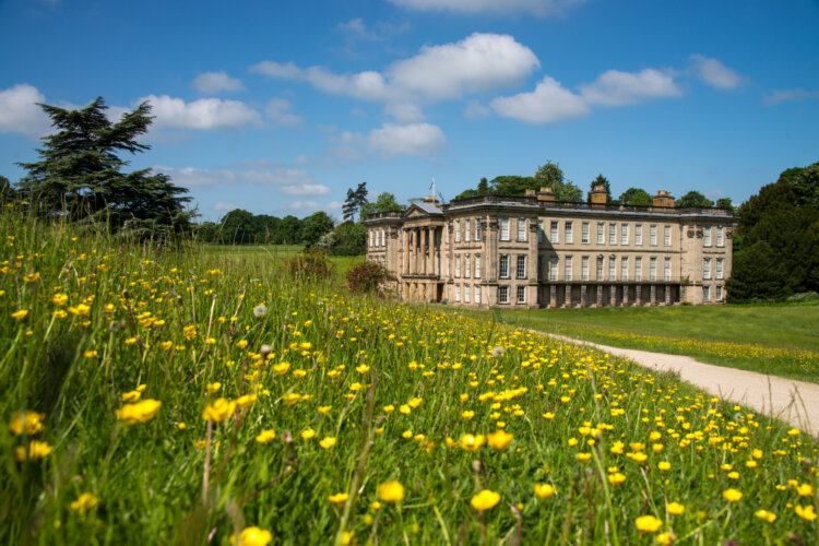 Blue sky, mansion and buttercup (Ranunculus) meadow at Calke Abbey, Derbyshire