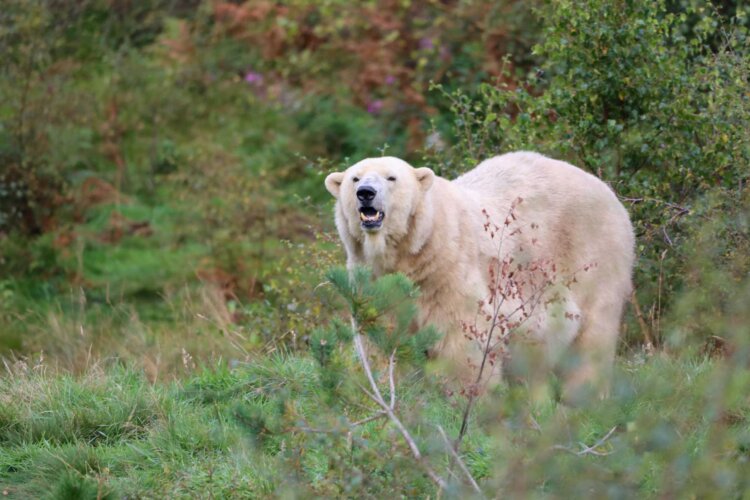 Polar bear at Highland Wildlife Park