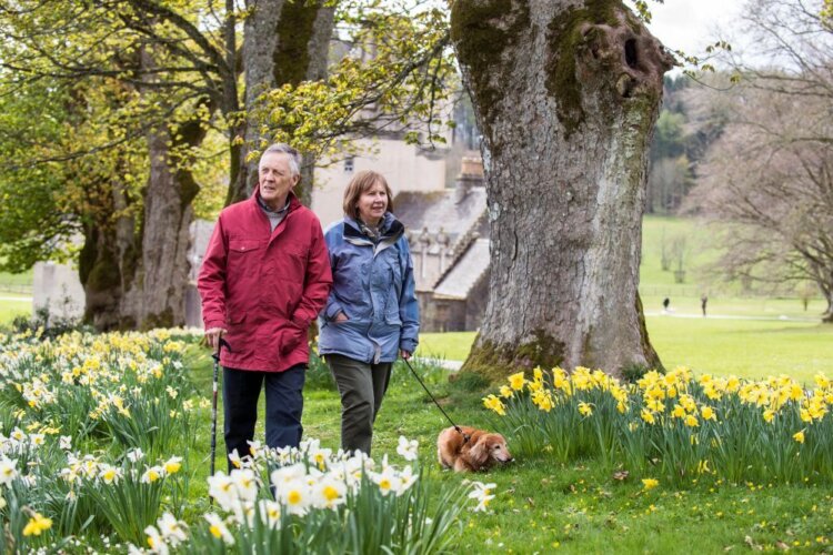 Two adults walk a small dog along a path lined with blooming daffodils in a park with large trees and a historic building in the background.