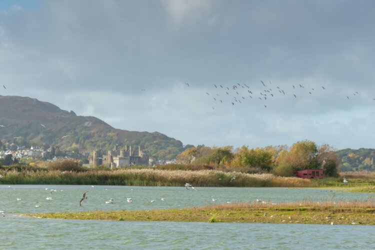 A view across water to Conwy castle, there are birds and a bird hide in the foreground and the mountains in the background