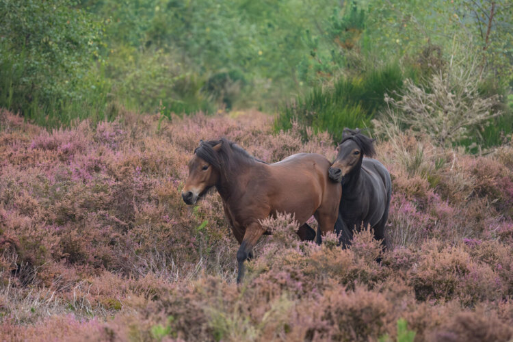 Alt=“Two Dartmoor ponies standing together in heathland habitat at The Lodge”
