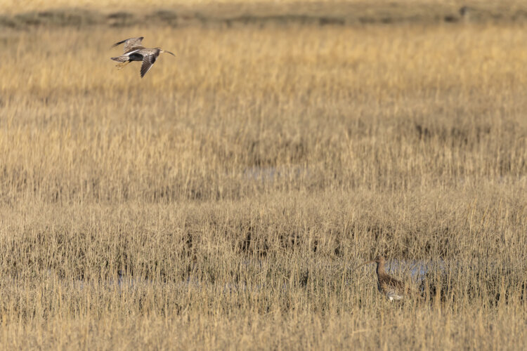 Alt=“A curlew flying over reedbeds at Pagham harbour”