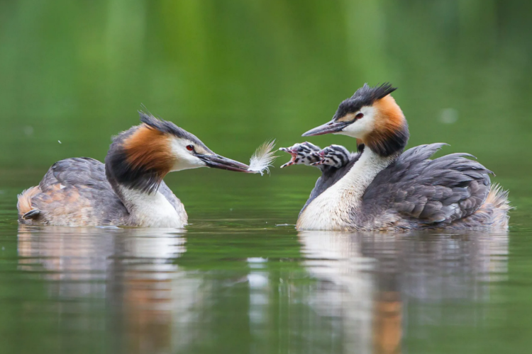 Alt=“ A pair of Great crested grebes on the water with two chicks”