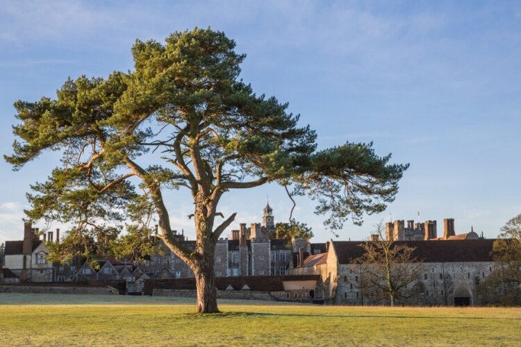 A large tree takes centre stage and behind it a sprawling country estate