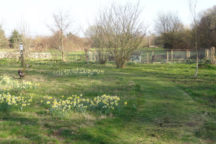 Spring Meadow with many yellow daffodils and a pheasant
