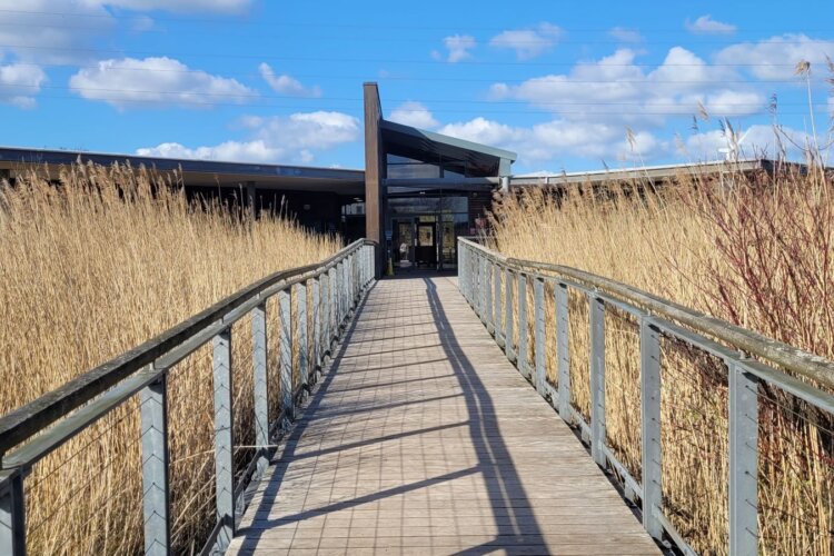 Alt=“Lôn goed drwy welyau cyrs yn arwain at ganolfan ymwelwyr wedi’i wneud o bren”