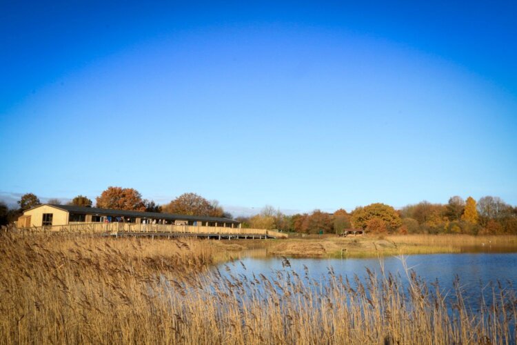 A wooden visitor centre and decked viewing terrace overlooking a wetland lake, surrounded by reeds and trees at a nature reserve