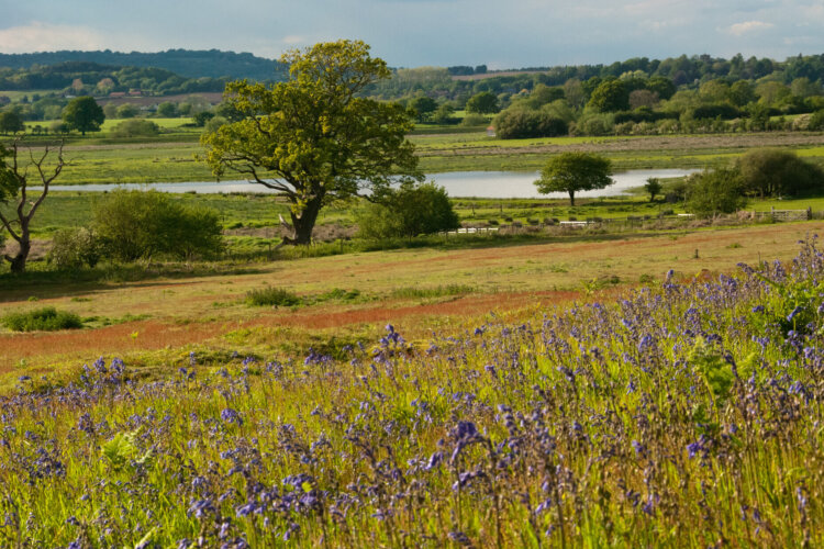 Alt=“A view over wildflower meadows and heathland towards a pool at RSPB Pulborough Brooks with a woodland in the background”