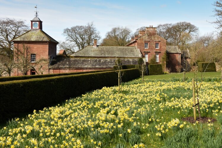 Daffodils in the garden at Acorn Bank, Cumbria