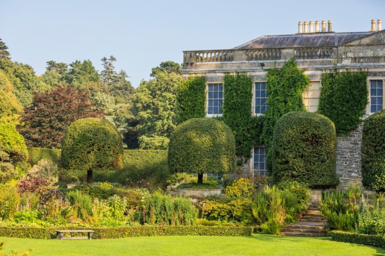 Clipped bay trees opposite the north front of an old houe