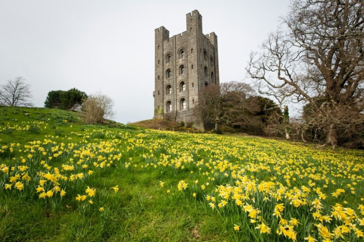 A hill scattered with yellow daffodils and an old stone tower