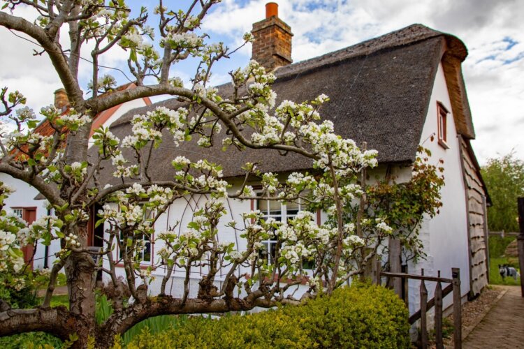 The white pear blossom is in front of a white house with a thatched roof