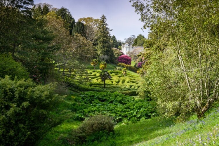 Looking up the valley at the luscious green maze and the white house at Glendurgan Garden, Cornwall