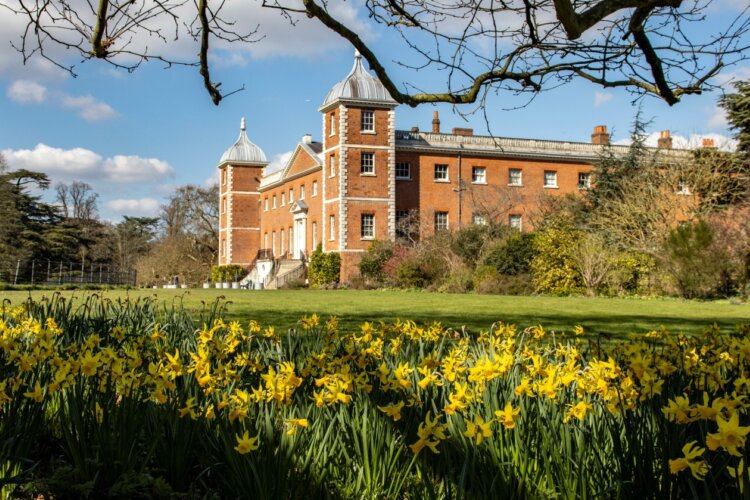 Yellow daffodils line the bottom of this scene, with a manicured lawn and a large red and white brick building in the foreground. A blue sky with white fluffy clouds sit behind the building.