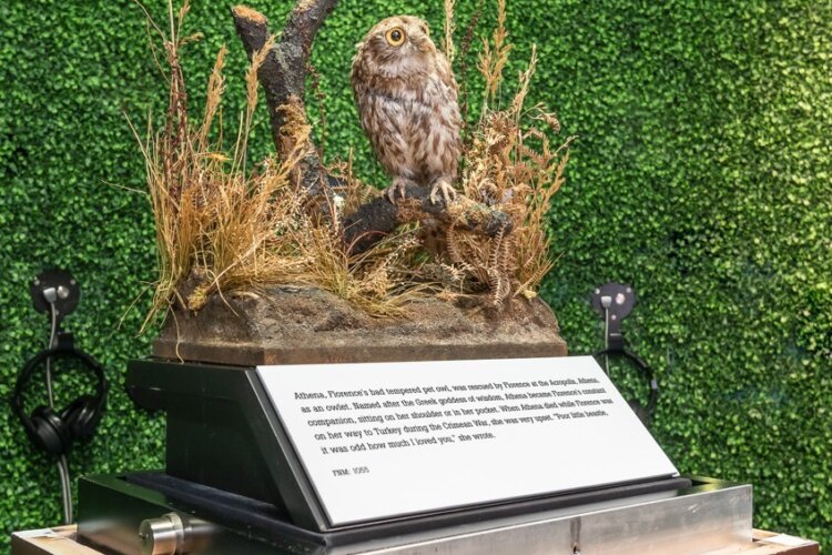 Image of Athena, a small brown owl belonging to Florence Nightingale. Owl is perched on branch on a display case and in front of green hedge background.