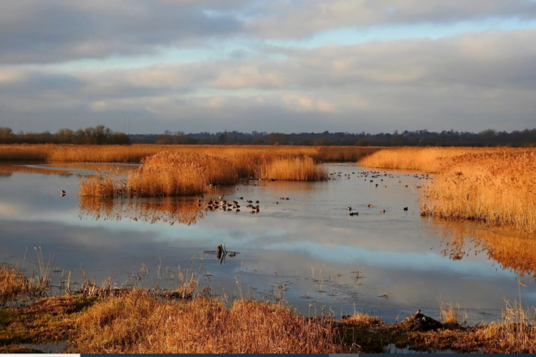 A view over fenland habitat on a cloudy day