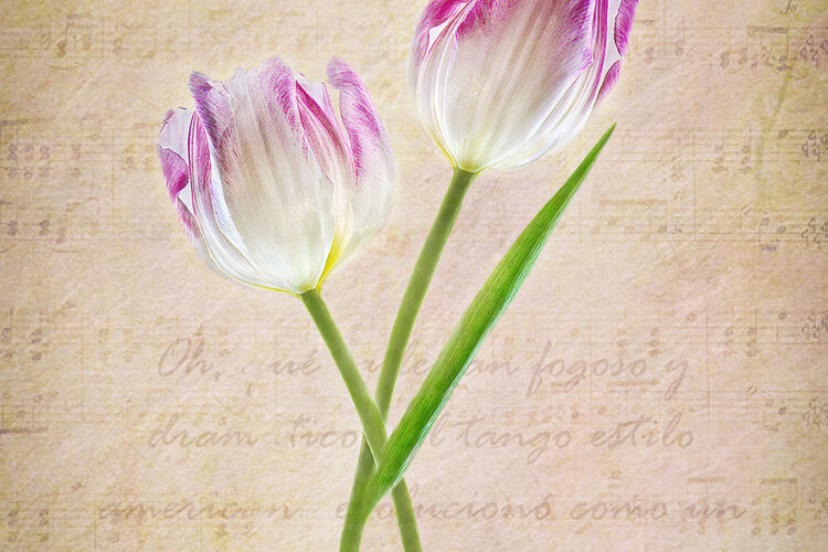 alt="learn how to combine different images to make an eye-catching altered image"