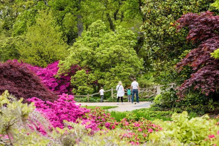 A family walking across a bridge in the woodland at RHS Wisley surround by spring colour