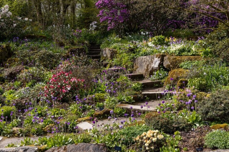The Bath House Steps at RHS Harlow Carr in early spring adorned with purple primulas, pink and white rhododendrons
