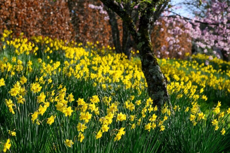 Narcissus 'Rosemoor Gold' at RHS Rosemoor