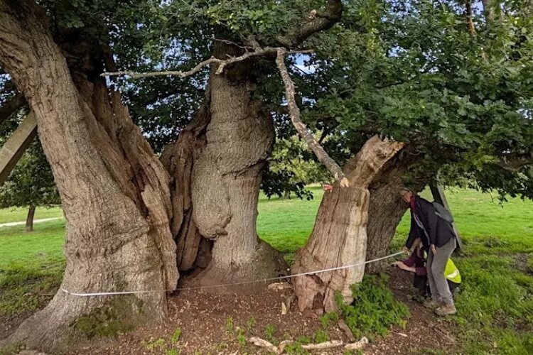 An ancient oak of the Lost Woods