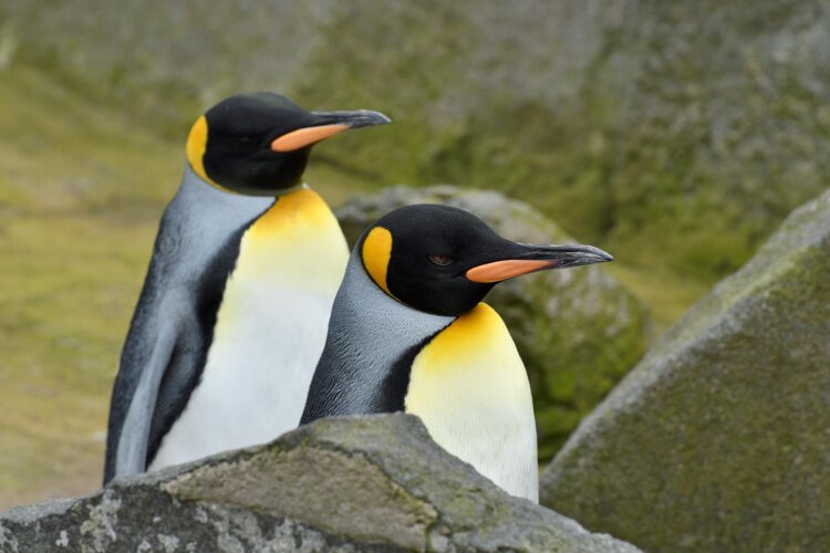 King penguins at Edinburgh Zoo