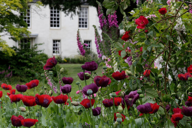 Red and purple flowers growing densely in a garden in front of a white building with several windows