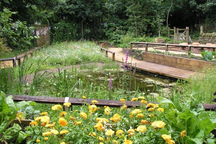 A wildlife pond with yellow flowers in the foreground and a wildflower meadow in the background