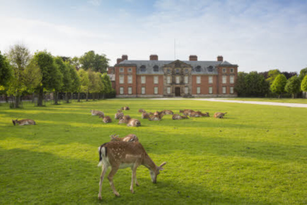 Grazing deer at the south front of Dunham Massey, Cheshire